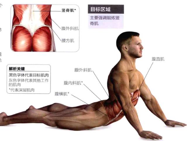腹部拉伸与练习图解