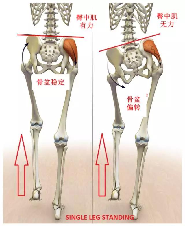 骨盆上下来回晃动